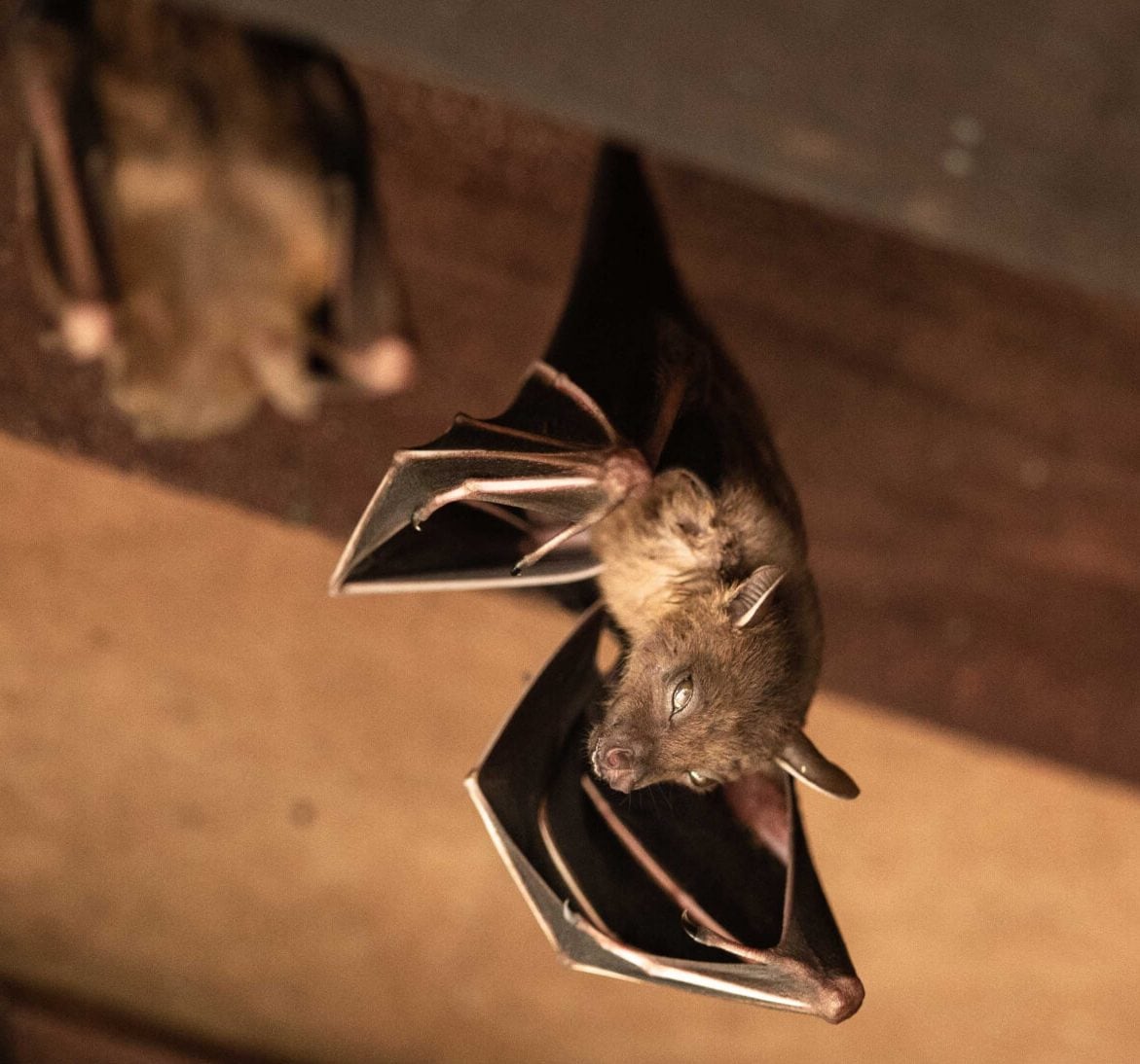 Wildlife-Bats in Oxford